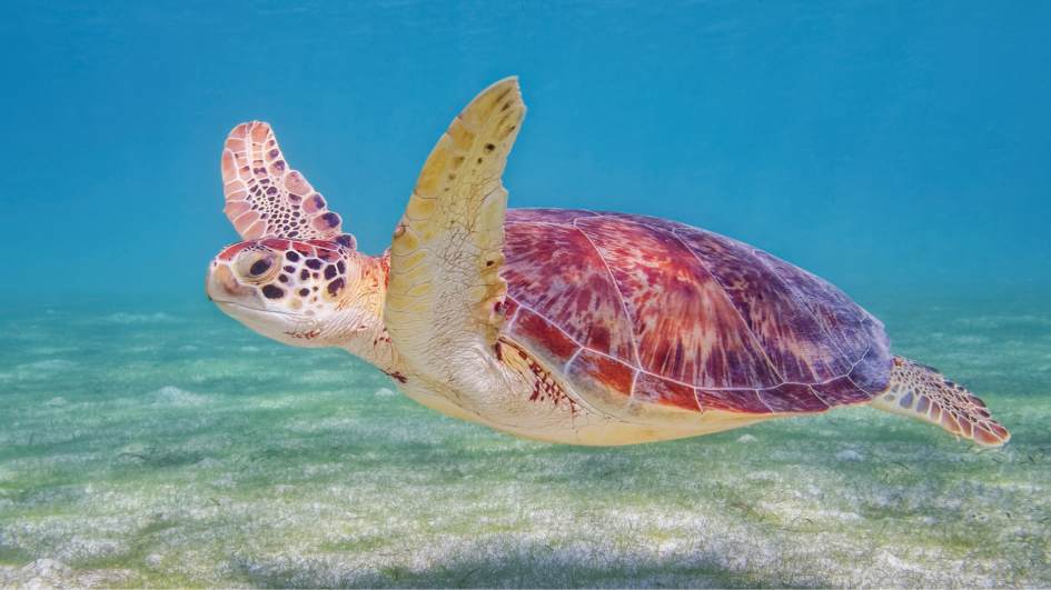 Turtle swimming in the sea in Mexico
