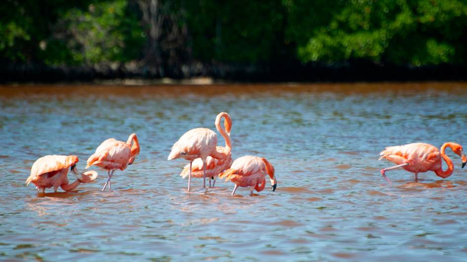 Flamingos of Mexico