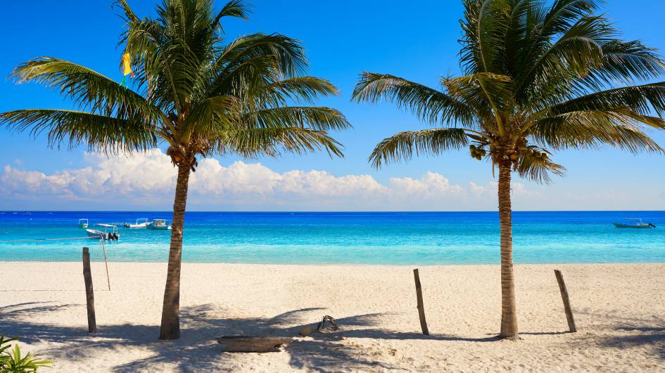 Palm trees in puerto morelos beach