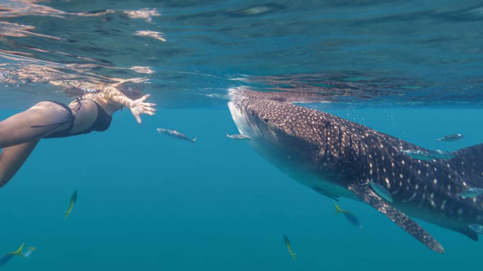 Whale Sharks in Mexico