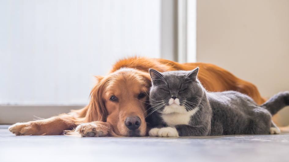 cute cat and dog together
