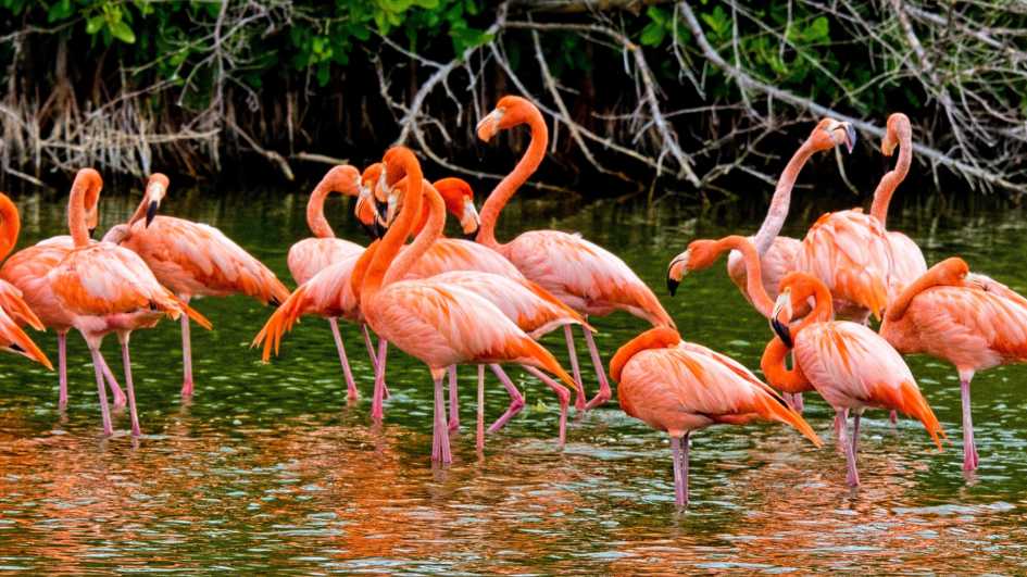 Majestic Pink Flamingos