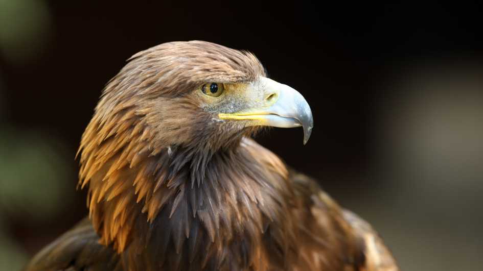 Golden Eagle: Mexico’s national bird, it symbolizes strength and the spirit of the Mexican people.