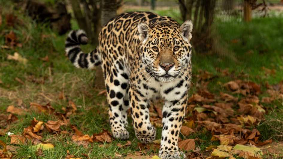 Jaguars: The Elusive Predators