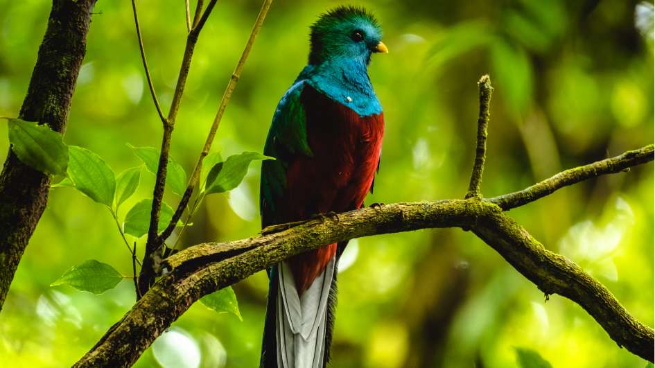 The resplendent quetzal is a bird famous for its bright feathers and long tail.