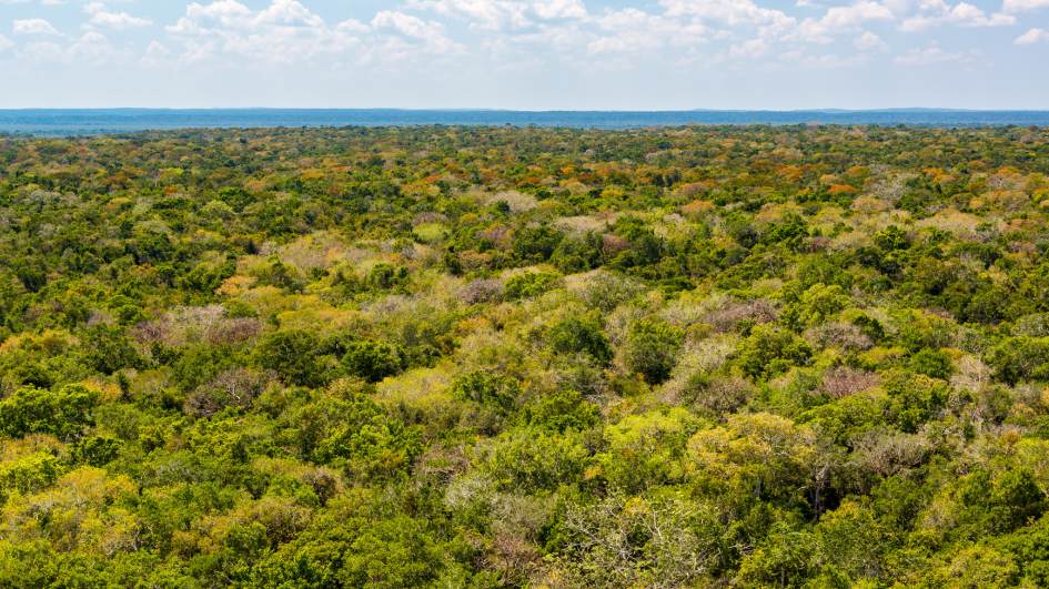 Calakmul Biosphere Reserve: A Journey into the Wild