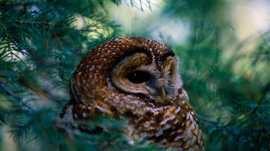 Mexican Spotted Owl (Strix occidentalis lucida)