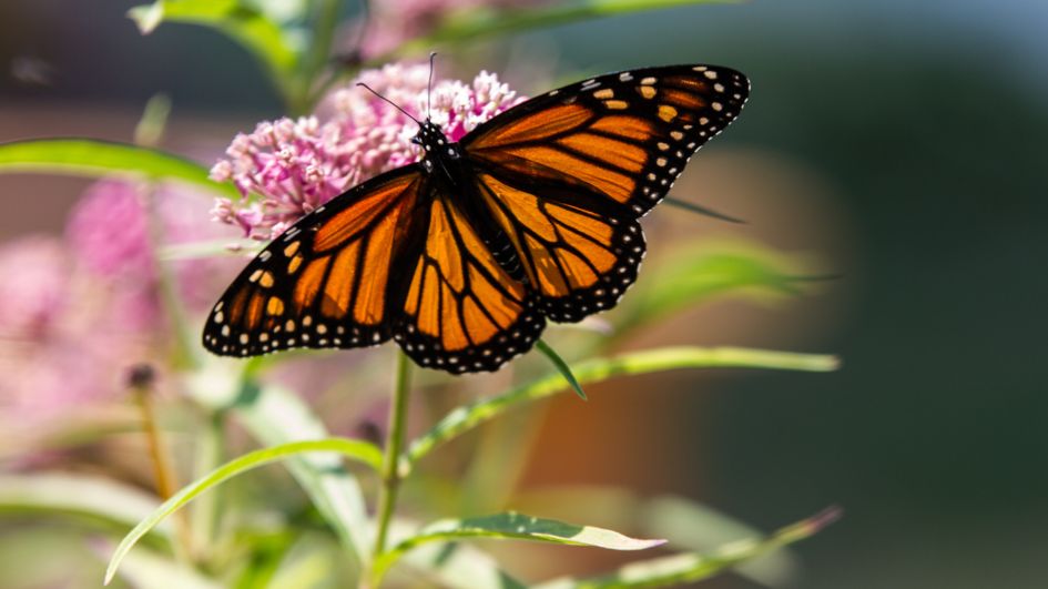 Monarch Butterfly Biosphere Reserve: A Closer Look