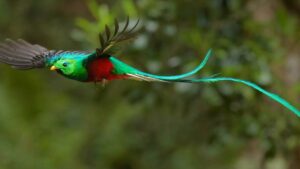 The resplendent quetzal is a bird famous for its bright feathers and long tail.