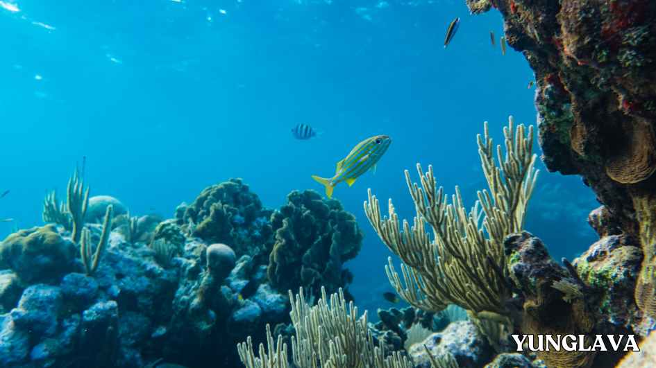 Tuxpan Reef in Mexico
