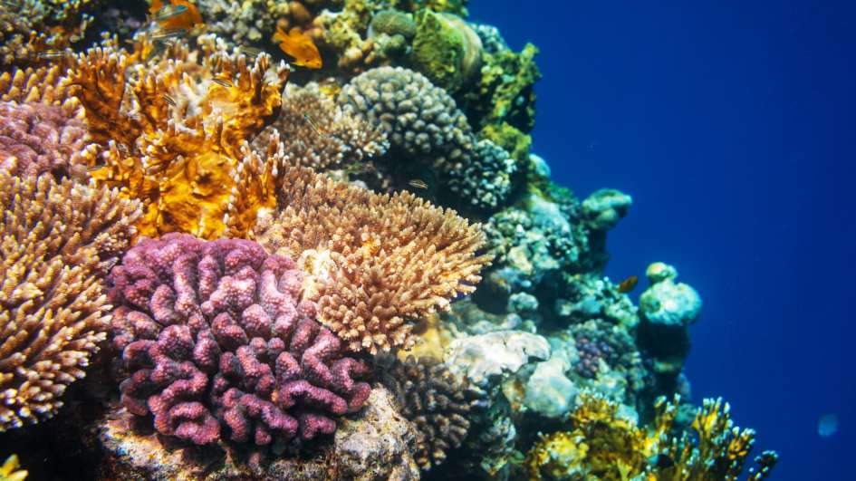 Veracruz Coral Reef System