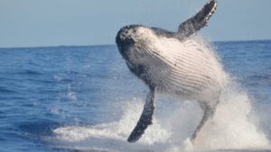 whale watching in Mexico