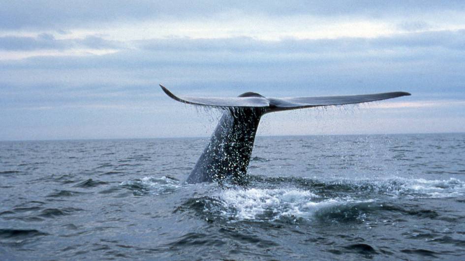 whale watching in Mexico