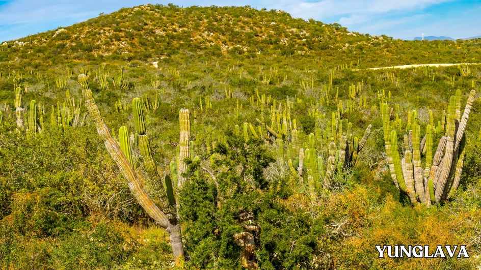 The Sonoran Desert: Mexico's Arid Wonder