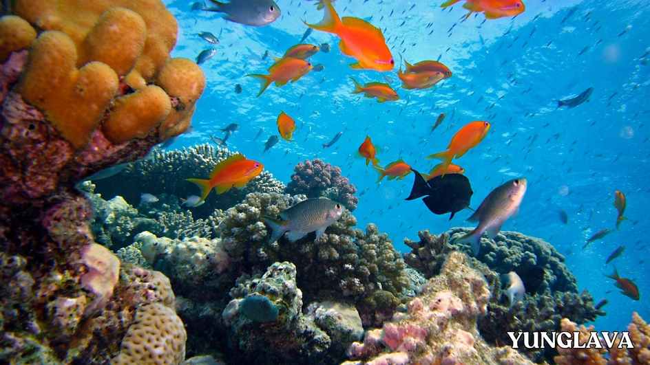 Coral Reefs: An Underwater Rainbow