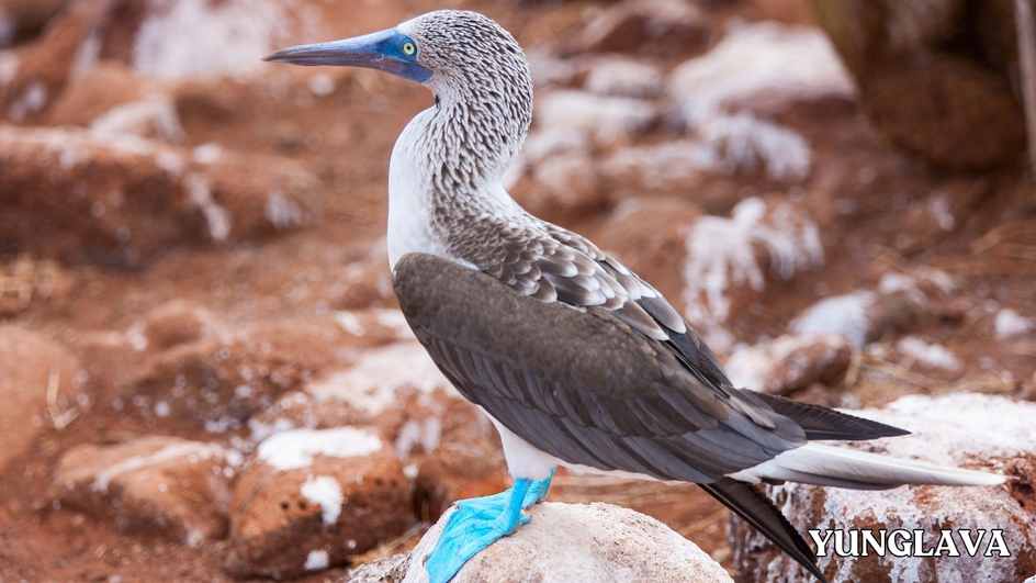 Blue-Footed Booby, Mexico