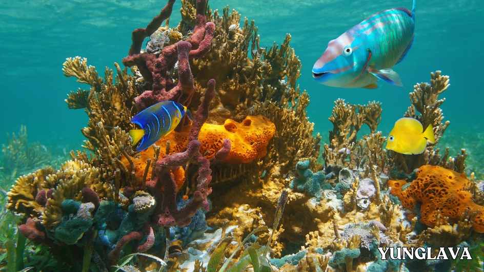 Cozumel Reefs National Marine Park, Mexico