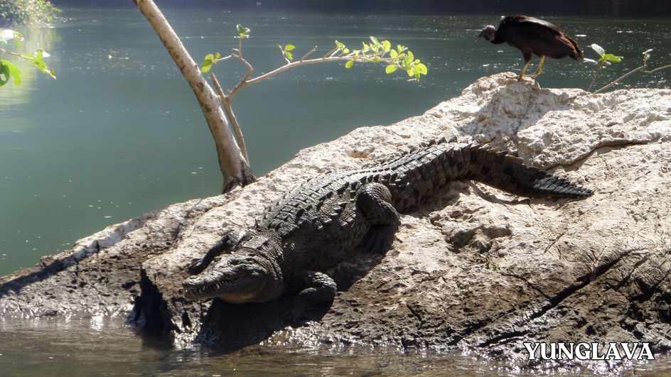 Crocodile, Mexico