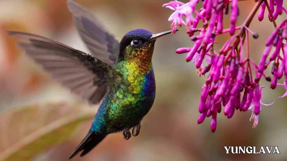 Hummingbird in Mexico