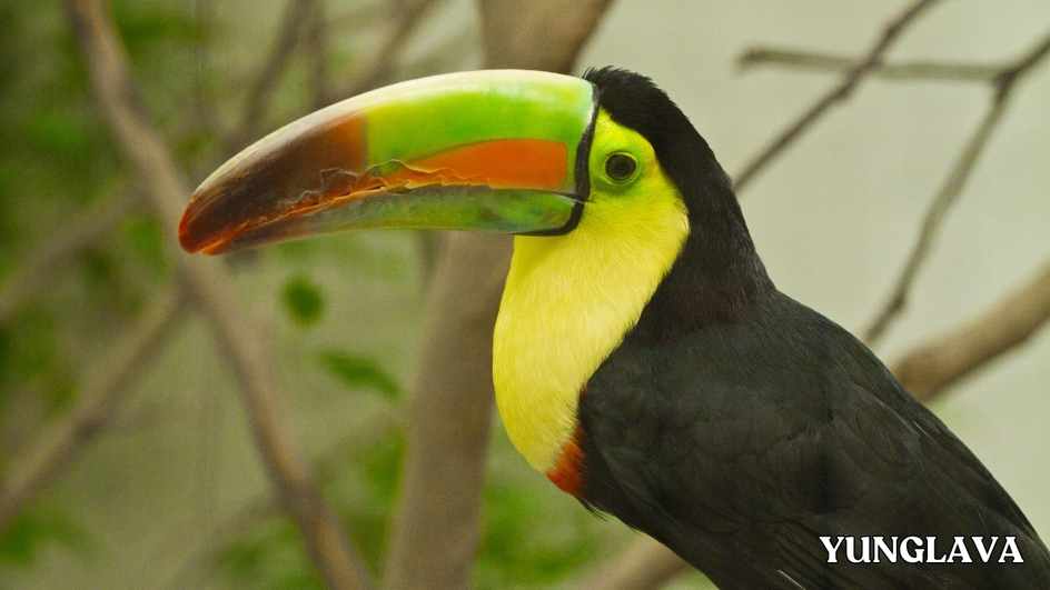 Keel-billed Toucan, Mexico