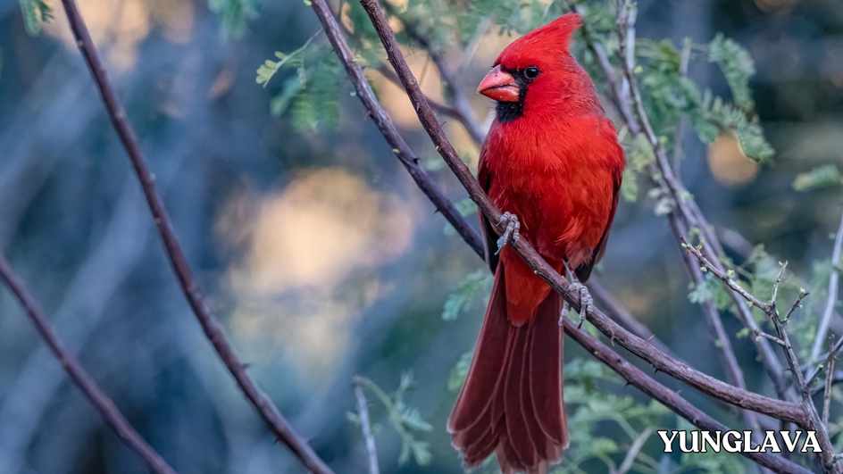 Mexican Bright red Cardinal bird