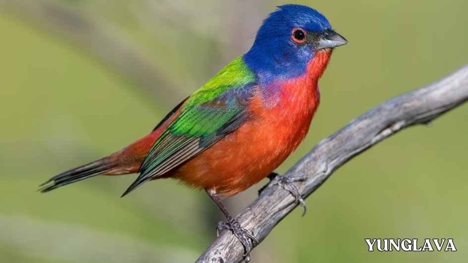 Mexican Painted Bunting