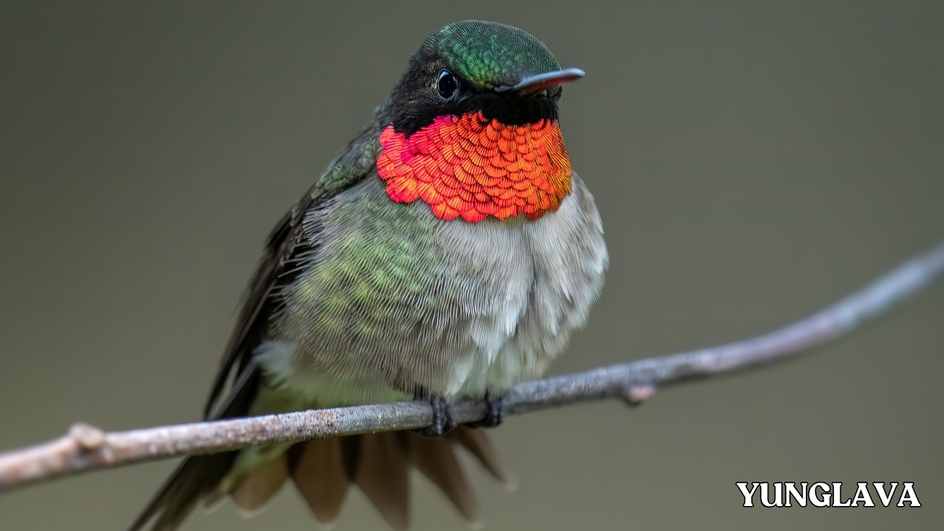 Mexican Ruby-throated Hummingbird
