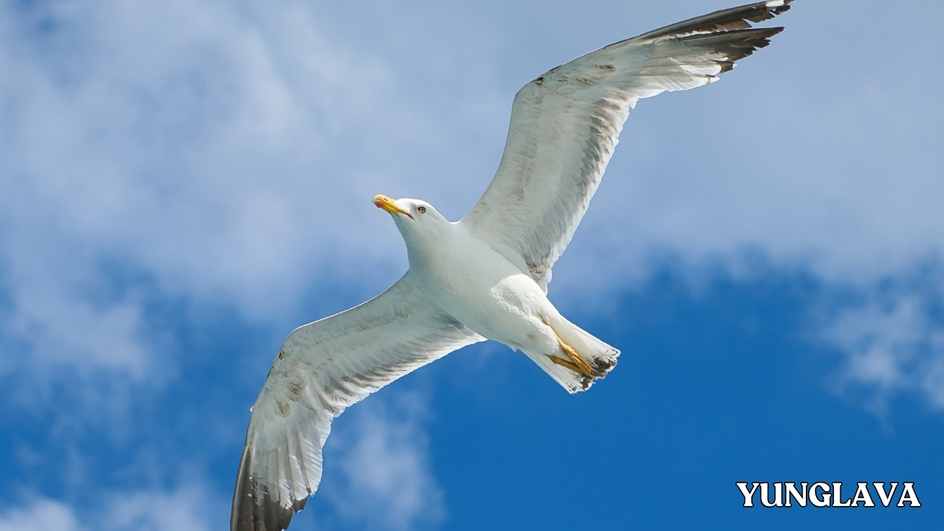 Mexican Seagull