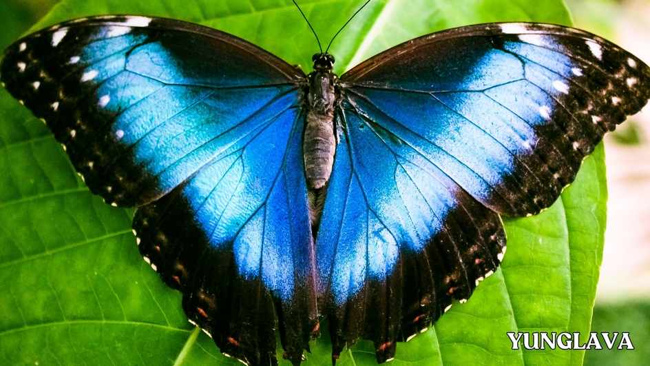 Morpho Butterfly, Mexico