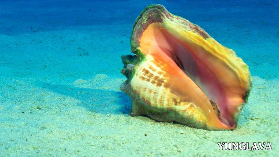 Queen Conch