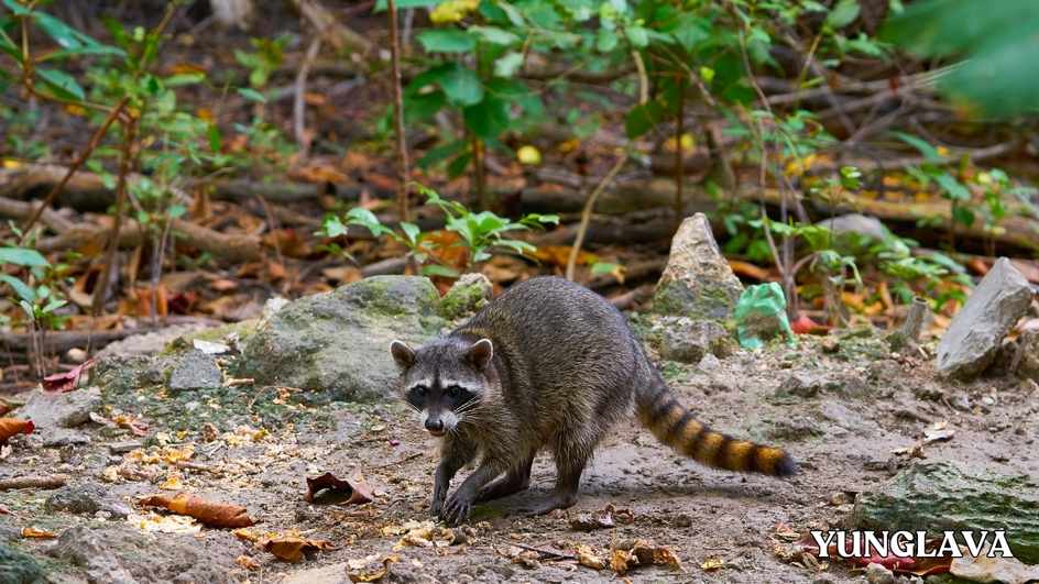 Raccoon, Mexico