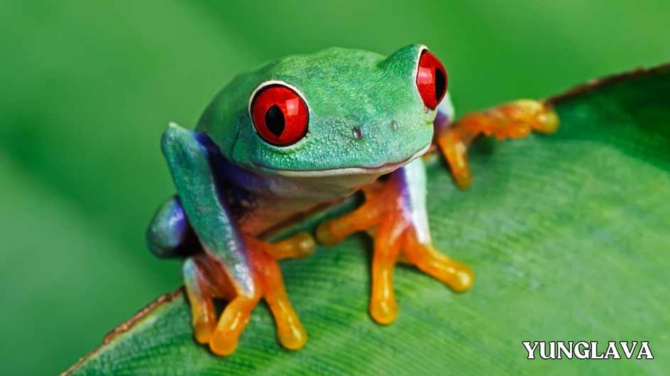 Red Eyed Mexican Tree Frog, Mexico