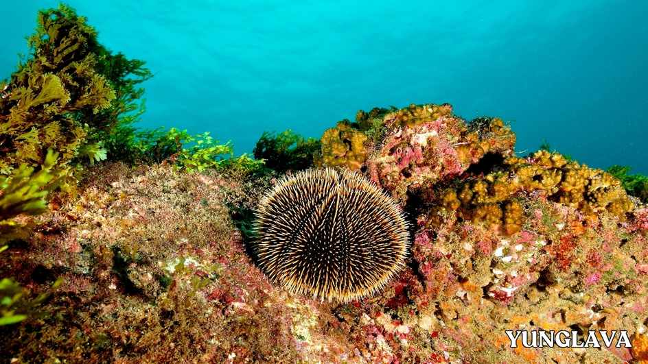 Sea Urchins, Mexico