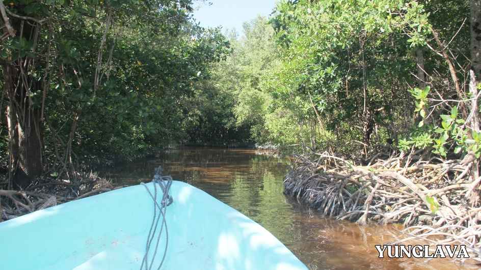 Boat in the Mangroves Forest
