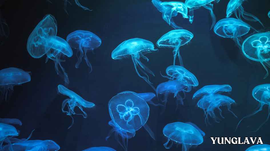 Jellyfish, Mexico