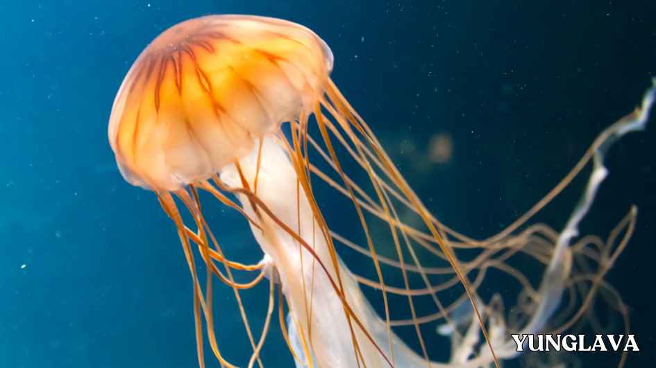 Jellyfish, Mexico