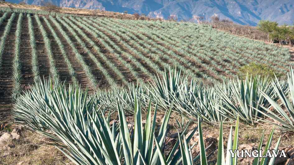 Tequila and Mezcal in Mexico